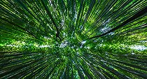 Biosphoto | 2102490 | Bamboo 's path in Kyoto, Japan | &copy; Vincent Marion / Biosphoto