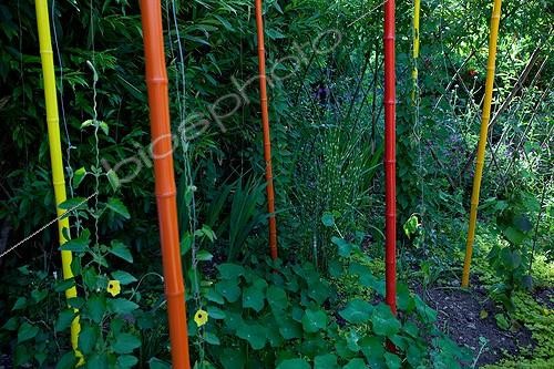 Biosphoto | 891731 | Bambous de couleur Jardin des Paradis Cordes-sur-Ciel | &copy; Philippe Giraud / Biosphoto