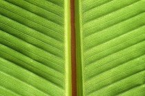 Biosphoto | 1525654 | Banana leaf, close up with central vein (horizontal) | &copy; Lothar Schiffler / imageBROKER / Biosphoto