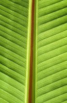 Biosphoto | 1511457 | Banana leaf, close up with central vein (vertical) | &copy; Lothar Schiffler / imageBROKER / Biosphoto