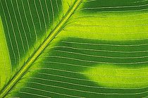 Biosphoto | 1524768 | Banana leaf macro | &copy; Rosseforp / imageBROKER / Biosphoto