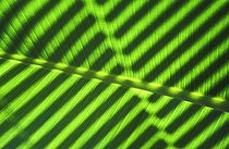 Biosphoto | 1525075 | Banana leaf macro | &copy; Rosseforp / imageBROKER / Biosphoto