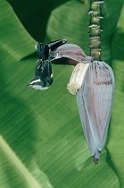 Biosphoto | 1463727 | Bananaquit (Coereba flaveola), adult feeding on Banana blossom, Luquillo, Puerto Rico, USA | &copy; Rolf Nussbaumer / imageBROKER / Biosphoto