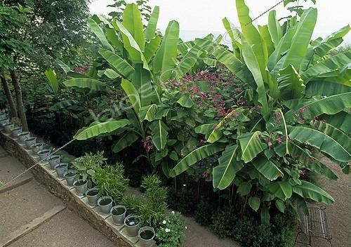Biosphoto | 997343 | Bananier du Japon Polygonum et Arbre impérial en été France | &copy; Gilles Le Scanff & Joëlle-Caroline Mayer / Biosphoto