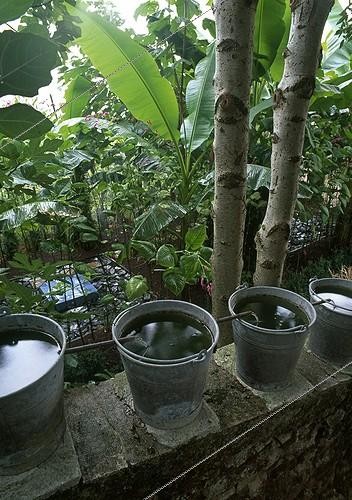 Biosphoto | 997344 | Bananier du Japon Polygonum et Arbre impérial en été France | &copy; Gilles Le Scanff & Joëlle-Caroline Mayer / Biosphoto