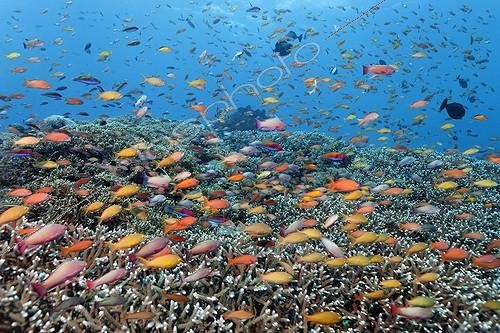 Biosphoto | 2041296 | Banc d'Anthias et de poissons coralliens - Australie | &copy; Norbert Probst / imageBROKER / Biosphoto
