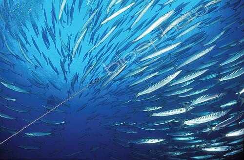 Biosphoto | 2148844 | Banc de Bécune commune (Sphyraena sphyraena), Port-Cros, France, Méditerranée | &copy; Jean-Michel Mille / Biosphoto