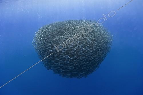 Biosphoto | 1715497 | Banc de Chinchards (Trachurus sp.) nageant en boule compacte à l'apparition de prédateurs, Açores | &copy; Christopher Swann / Biosphoto