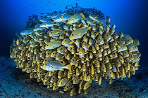 Biosphoto | 2443368 | Banc de gaterins en formation très serrée. Cette formation a pour but d’intimider un éventuel prédateur qui voudrait s’en prendre à ces poissons. On remarque qu’il y a deux espèces de gaterins dans cette grosse boule de poissons : Diagramme rubané (Plectorhinchus polytaenia) et Gaterin à lignes (Plectorhinchus lineatus, Raja Ampat, Indonésie | &copy; Gabriel Barathieu / Biosphoto
