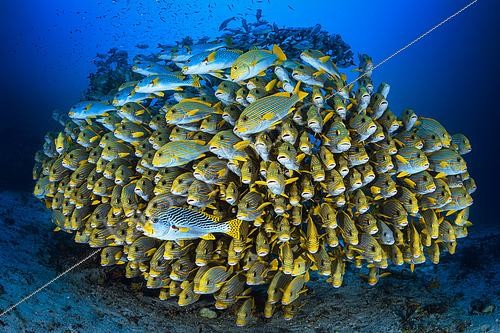 Biosphoto | 2443368 | Banc de gaterins en formation très serrée. Cette formation a pour but d’intimider un éventuel prédateur qui voudrait s’en prendre à ces poissons. On remarque qu’il y a deux espèces de gaterins dans cette grosse boule de poissons : Diagramme rubané (Plectorhinchus polytaenia) et Gaterin à lignes (Plectorhinchus lineatus, Raja Ampat, Indonésie | &copy; Gabriel Barathieu / Biosphoto