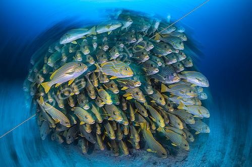 Biosphoto | 2601432 | Banc de gaterins et diagrammes (Plectorhynchus), Cap Kri, Raja Ampat, Indonésie | &copy; Gabriel Barathieu / Biosphoto