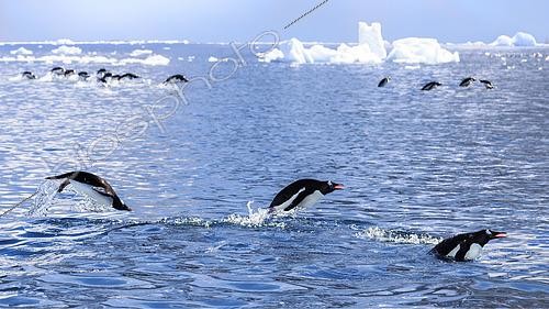 Biosphoto | 2598373 | Banc de manchots papous (Pygoscelis papua) nageant dans la mer australe, Baie Marguerite, canal George VI. Expédition en dessous du cercle polaire sud en antarctique. | &copy; Claudius Thiriet / Biosphoto