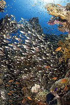 Biosphoto | 2583295 | Banc de Poissons-hachettes (Parapriacanthus guentheri). Ils vivent en grands groupes. Récif corallien. Parc national de Ras Muhammad (Sharm Al Sheikh - Raas Mohammed) et détroit de Tiran. Péninsule du Sinaï. Mer Rouge, Égypte. | &copy; Sergio Hanquet / Biosphoto