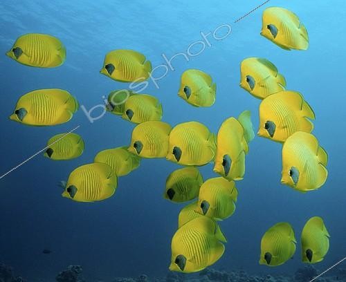 Biosphoto | 750447 | Banc de Poissons-papillons jaunes (Chaetodon semilarvatus), mer Rouge, Egypte | &copy; Wolfgang Poelzer / WaterFrame / Biosphoto