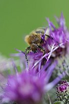 Biosphoto | 1254650 | Banded cheating on a thistle flower in summer France | &copy; Patrick Glaume / Biosphoto