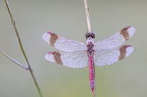 Biosphoto | 1578358 | Banded darter (Sympetrum pedemontanum), male, Brandenburg, Germany, Europe | &copy; Kevin Proennecke / imageBROKER / Biosphoto