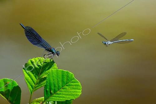 Biosphoto | 2612855 | Banded Demoiselle (Calopteryx splendens) male and White-legged Damselfly (Platycnemis pennipes) male searching for a mate in flight, wet meadow with burnet, Lorraine, France. | &copy; Stéphane Vitzthum / Biosphoto