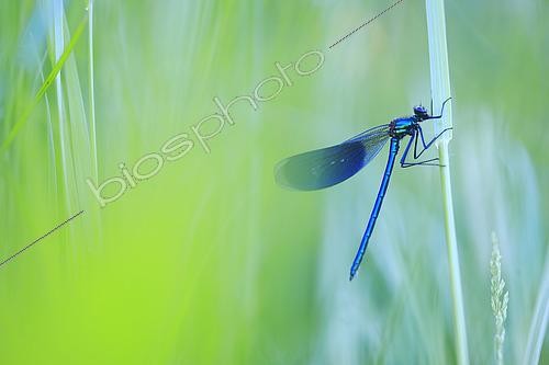 Biosphoto | 2619558 | Banded demoiselle (Calopteryx splendens) perched in a wet meadow, France | &copy; Christophe Perelle / Biosphoto