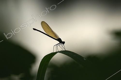 Biosphoto | 846248 | Banded Demoiselle female on a leaf France  | &copy; Fabrice Cahez / Biosphoto