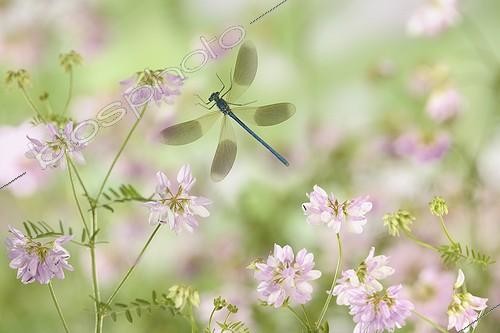 Biosphoto | 1123597 | Banded demoiselle flying in flowers France | &copy; Ghislain Simard / Biosphoto
