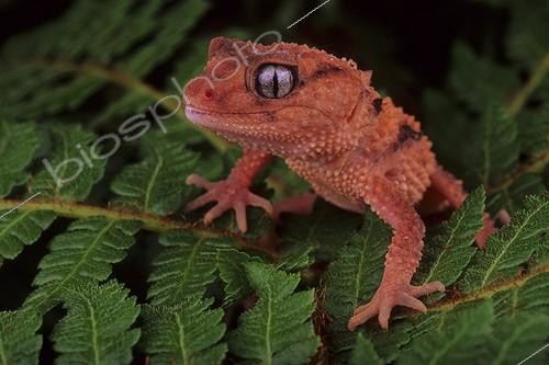 Biosphoto | 2050597 | Banded Knob-tail Gecko (Nephrurus wheeleri cinctus), Florida, USA | &copy; Michael Turco / Biosphoto