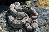 Biosphoto | 1250364 | Banded rock rattlesnake on rock Chiricahua mountains USA | &copy; Daniel Heuclin / Biosphoto