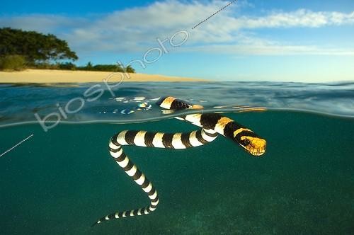 Biosphoto | 1965734 | Banded sea krait on surface - Amédée islet New Caledonia | &copy; Tobias Bernhard Raff / Biosphoto