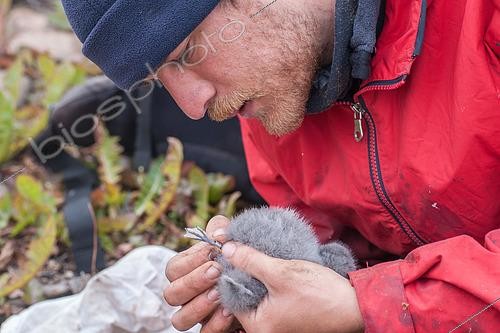 Biosphoto | 2606275 | Banding an Antarctic Prion chick (Pachyptila desolata). Île Verte. Gulf of Morbihan, Kerguelen archipelago. | &copy; Armand Patoir / Biosphoto