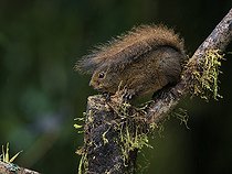 Biosphoto | 2570757 | Bang's Mountain Squirrel (Syntheosciurus brochus), using tail as umbrella, Chiriqui Highlands, Panama | &copy; Ignacio Yufera / Biosphoto