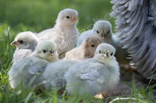 Biosphoto | 2073702 | Bantam chicken and chicks, Vosges, France | &copy; Bruno Mathieu / Biosphoto