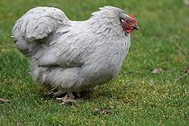 Biosphoto | 2395088 | Bantam de Pekin breed pearl grey in grass | &copy; Jean-François Noblet / Biosphoto
