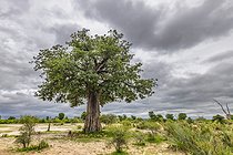 Biosphoto | 2601762 | Baobab (Adansonia digitata) in the savannah. Large stones have been placed around the trunk to prevent elephants from approaching... Namibia, Africa | &copy; Alain Roux / Biosphoto