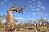 Biosphoto | 2095200 | Baobab (Adansonia grandidieri) Arbre déformé, Forêt sèche, Madagascar | &copy; Jean-Philippe Delobelle / Biosphoto