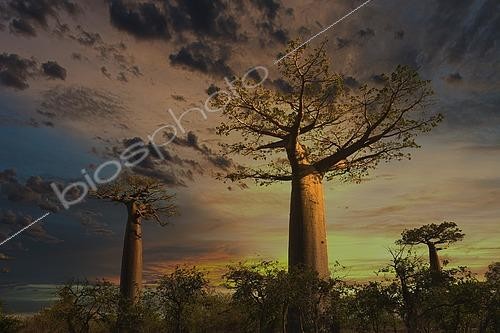 Biosphoto | 2459600 | Baobab (Adansonia grandidieri) at sunset, Morondava, Madagascar, Africa | &copy; Thorsten Negro / imageBROKER / Biosphoto
