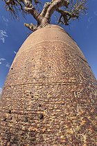 Biosphoto | 2095207 | Baobab (Adansonia grandidieri), de petite taille, Baie des Assasdsins, Madagascar | &copy; Jean-Philippe Delobelle / Biosphoto