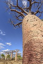 Biosphoto | 2095220 | Baobab (Adansonia grandidieri), Dry forest, Madagascar | &copy; Jean-Philippe Delobelle / Biosphoto