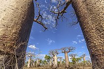 Biosphoto | 2095218 | Baobab (Adansonia grandidieri), Forêt sèche, Madagascar | &copy; Jean-Philippe Delobelle / Biosphoto