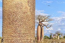 Biosphoto | 2095221 | Baobab (Adansonia grandidieri), Forêt sèche, Madagascar | &copy; Jean-Philippe Delobelle / Biosphoto