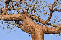 Biosphoto | 2095238 | Baobab (Adansonia rubrostipa) and its fruit, Ifaty region, Madagascar | &copy; Jean-Philippe Delobelle / Biosphoto