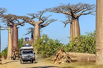 Biosphoto | 2095202 | Baobab Alley near Morondava, Madagascar | &copy; Jean-Philippe Delobelle / Biosphoto