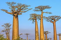 Biosphoto | 2095226 | Baobab Alley near Morondava, Madagascar | &copy; Jean-Philippe Delobelle / Biosphoto