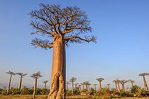 Biosphoto | 2095229 | Baobab Alley near Morondava, Madagascar | &copy; Jean-Philippe Delobelle / Biosphoto