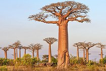 Biosphoto | 2095230 | Baobab Alley near Morondava, Madagascar | &copy; Jean-Philippe Delobelle / Biosphoto