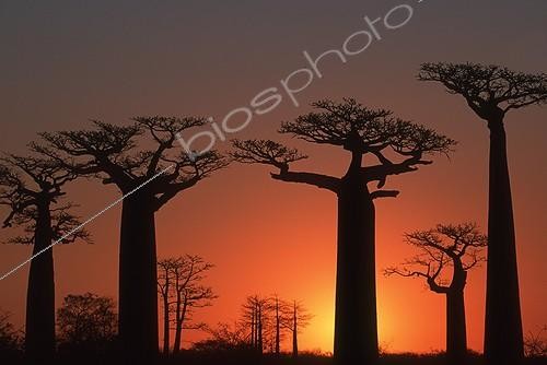 Biosphoto | 166143 | Baobab trees at sunset near Morondava Madagascar | &copy; Martin Harvey / Biosphoto