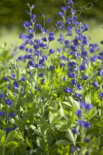 Biosphoto | 413809 | Baptisia tinctoria | &copy; Visions Pictures / Biosphoto