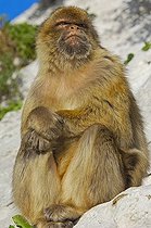 Biosphoto | 1634343 | Barbary macaque (Macaca sylvanus), Gibraltar, Europe | &copy; Jose Antonio Moreno Castellano / imageBROKER / Biosphoto