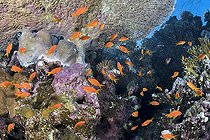 Biosphoto | 2583315 | Barbiers rouges (Pseudanthias squamipinnis) abrités sous un corail du genre Acropora. Récif corallien, coraux. Parc national de Ras Muhammad (Sharm Al Sheikh - Raas Mohammed) et détroit de Tiran. Péninsule du Sinaï. Mer Rouge, Egypte. | &copy; Sergio Hanquet / Biosphoto