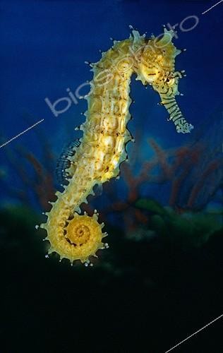 Biosphoto | 1975609 | Barbour's  Seahorse - Philippines  | &copy; Yvette Tavernier / Biosphoto