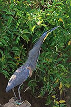 Biosphoto | 2395097 | Bare-throated Tiger-Heron (Tigrisoma mexicanum) on ground, Costa Rica | &copy; Jean-François Noblet / Biosphoto