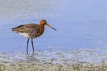 Biosphoto | 2583798 | Barge à queue noire (Limosa limosa) dans l'eau, Réserve naturelle nationale de la baie de l'Aiguillon, Vendée, Pays de la Loire, France | &copy; Emile Barbelette / Biosphoto